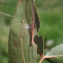 Tetragnatha sp. (genus) at Murrumbateman, NSW - 15 Oct 2023