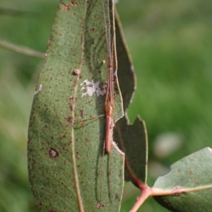 Tetragnatha sp. (genus) at Murrumbateman, NSW - 15 Oct 2023