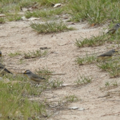 Pardalotus striatus (Striated Pardalote) at Lions Youth Haven - Westwood Farm A.C.T. - 15 Oct 2023 by HelenCross