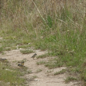 Pardalotus striatus at Tuggeranong, ACT - 15 Oct 2023