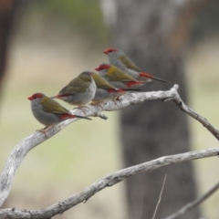 Neochmia temporalis (Red-browed Finch) at Lions Youth Haven - Westwood Farm A.C.T. - 15 Oct 2023 by HelenCross