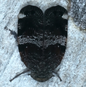 Platybrachys decemmacula at Majura, ACT - 8 Oct 2023