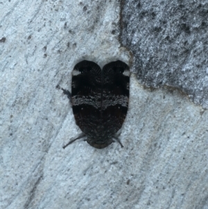 Platybrachys decemmacula at Majura, ACT - 8 Oct 2023 05:16 PM