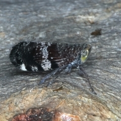 Platybrachys decemmacula at Majura, ACT - 8 Oct 2023