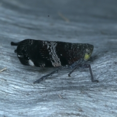 Platybrachys decemmacula at Majura, ACT - 8 Oct 2023 05:16 PM