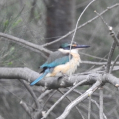Todiramphus sanctus (Sacred Kingfisher) at Lions Youth Haven - Westwood Farm - 15 Oct 2023 by HelenCross