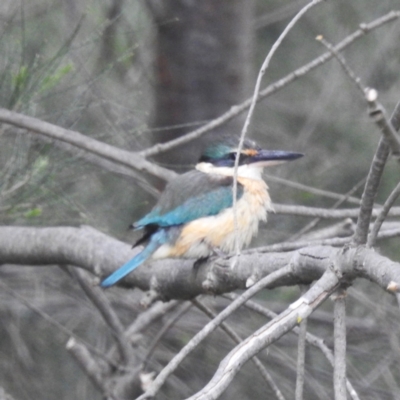 Todiramphus sanctus (Sacred Kingfisher) at Tuggeranong, ACT - 15 Oct 2023 by HelenCross