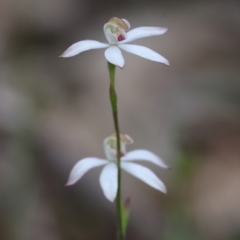 Caladenia moschata (Musky Caps) at Beechworth, VIC - 15 Oct 2023 by KylieWaldon