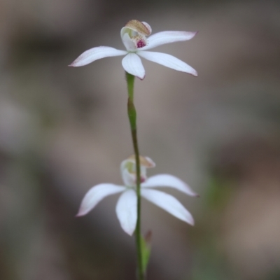Caladenia moschata (Musky Caps) at Beechworth, VIC - 15 Oct 2023 by KylieWaldon