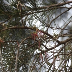 Amyema cambagei (Sheoak Mistletoe) at Tuggeranong, ACT - 15 Oct 2023 by HelenCross