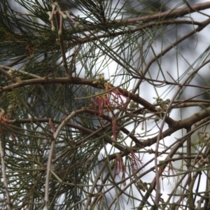 Amyema cambagei at Tuggeranong, ACT - 15 Oct 2023 11:23 AM