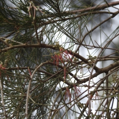 Amyema cambagei (Sheoak Mistletoe) at Lions Youth Haven - Westwood Farm A.C.T. - 15 Oct 2023 by HelenCross