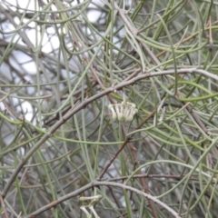 Amyema cambagei at Tuggeranong, ACT - 15 Oct 2023