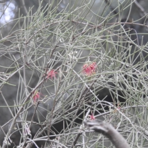 Amyema cambagei at Tuggeranong, ACT - 15 Oct 2023