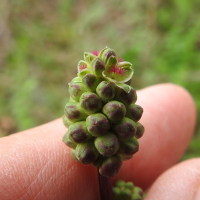 Sanguisorba minor (Salad Burnet, Sheep's Burnet) at Lions Youth Haven - Westwood Farm A.C.T. - 15 Oct 2023 by HelenCross