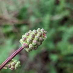 Sanguisorba minor at Tuggeranong, ACT - 15 Oct 2023 12:30 PM