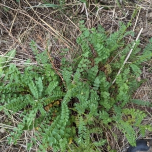 Sanguisorba minor at Tuggeranong, ACT - 15 Oct 2023 12:30 PM