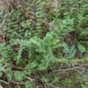 Sanguisorba minor at Tuggeranong, ACT - 15 Oct 2023 12:30 PM