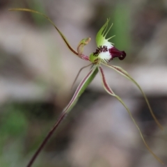 Caladenia tentaculata (Fringed Spider Orchid) at Beechworth, VIC - 15 Oct 2023 by KylieWaldon