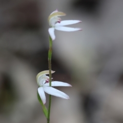 Caladenia moschata (Musky Caps) at Beechworth, VIC - 15 Oct 2023 by KylieWaldon