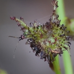 Unverified True bug (Hemiptera, Heteroptera) at Beechworth, VIC - 15 Oct 2023 by KylieWaldon