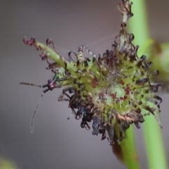 Unidentified True bug (Hemiptera, Heteroptera) at Chiltern-Mt Pilot National Park - 14 Oct 2023 by KylieWaldon