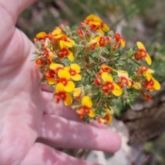 Dillwynia phylicoides (A Parrot-pea) at Bungendore, NSW - 26 Sep 2023 by clarehoneydove