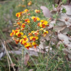 Dillwynia phylicoides at Bungendore, NSW - 26 Sep 2023