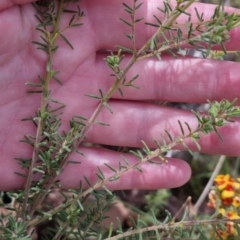 Dillwynia phylicoides at Bungendore, NSW - 26 Sep 2023