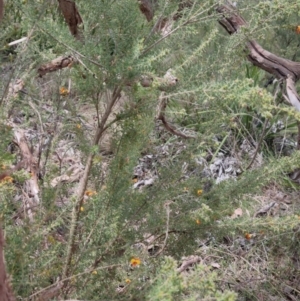 Dillwynia phylicoides at Bungendore, NSW - 26 Sep 2023