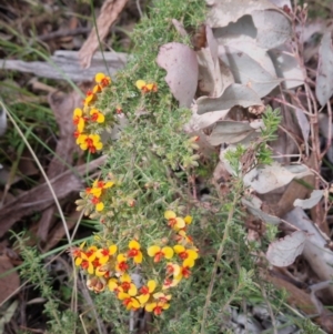 Dillwynia phylicoides at Bungendore, NSW - 26 Sep 2023