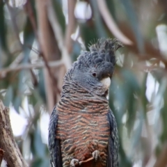 Callocephalon fimbriatum (Gang-gang Cockatoo) at Hughes Grassy Woodland - 15 Oct 2023 by LisaH