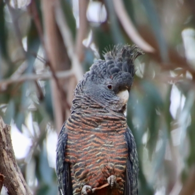 Callocephalon fimbriatum (Gang-gang Cockatoo) at Red Hill to Yarralumla Creek - 15 Oct 2023 by LisaH