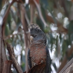 Callocephalon fimbriatum at Hughes, ACT - 15 Oct 2023