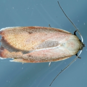 Ptyoptila matutinella at Ainslie, ACT - 9 Oct 2023