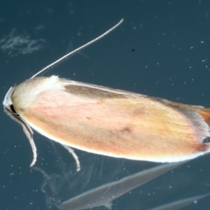 Ptyoptila matutinella at Ainslie, ACT - 9 Oct 2023