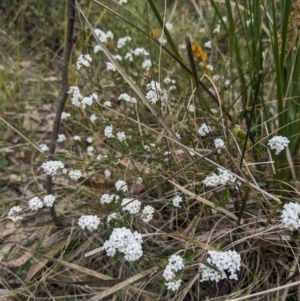 Leucopogon virgatus at Paddys River, ACT - 15 Oct 2023