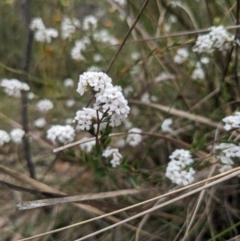 Leucopogon virgatus at Paddys River, ACT - 15 Oct 2023