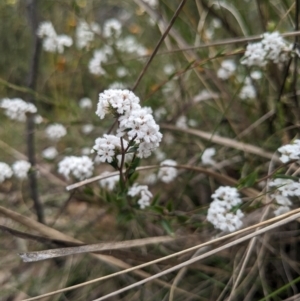 Leucopogon virgatus at Paddys River, ACT - 15 Oct 2023