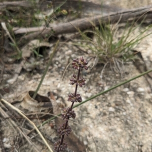 Lomandra multiflora at Paddys River, ACT - 15 Oct 2023