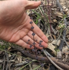 Lomandra multiflora at Paddys River, ACT - 15 Oct 2023