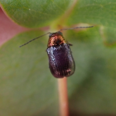 Aporocera (Aporocera) viridis (A leaf beetle) at Murrumbateman, NSW - 15 Oct 2023 by SimoneC
