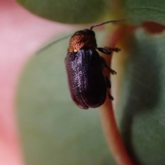 Aporocera (Aporocera) viridis at Murrumbateman, NSW - 15 Oct 2023