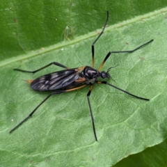 Gynoplistia (Gynoplistia) bella (A crane fly) at Tuggeranong, ACT - 15 Oct 2023 by HelenCross