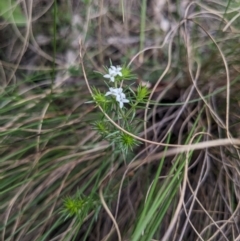 Asperula scoparia (Prickly Woodruff) at Paddys River, ACT - 15 Oct 2023 by WalterEgo