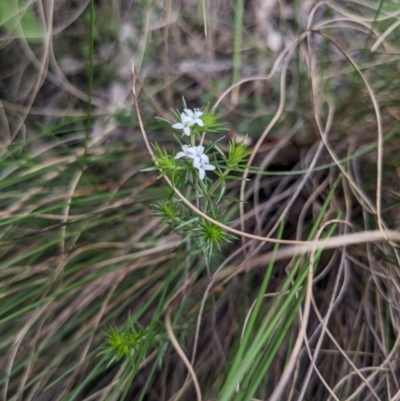 Asperula scoparia (Prickly Woodruff) at Paddys River, ACT - 14 Oct 2023 by WalterEgo