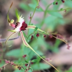 Caladenia tentaculata (Fringed Spider Orchid) at Chiltern-Mt Pilot National Park - 15 Oct 2023 by KylieWaldon