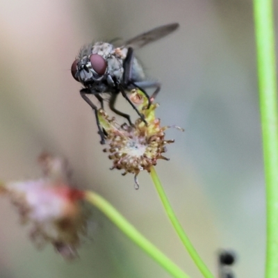 Unidentified Bristle Fly (Tachinidae) at Beechworth, VIC - 14 Oct 2023 by KylieWaldon