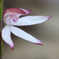 Caladenia moschata (Musky Caps) at Chiltern-Mt Pilot National Park - 15 Oct 2023 by KylieWaldon