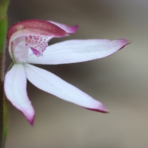 Caladenia moschata at Beechworth, VIC - suppressed